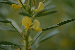 Atylosia sericea